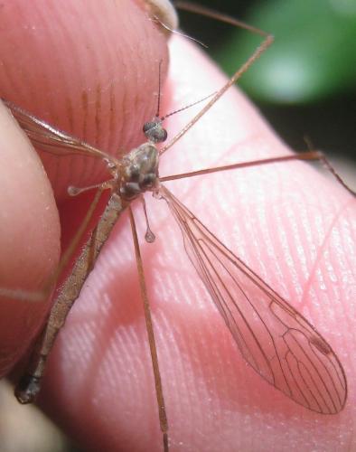 Austrolimnophila latistyla